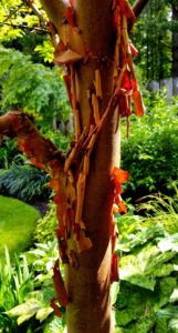Paperbar Maple 